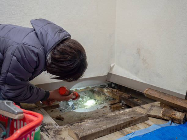 Mold Odor Removal Services in Halls, TN