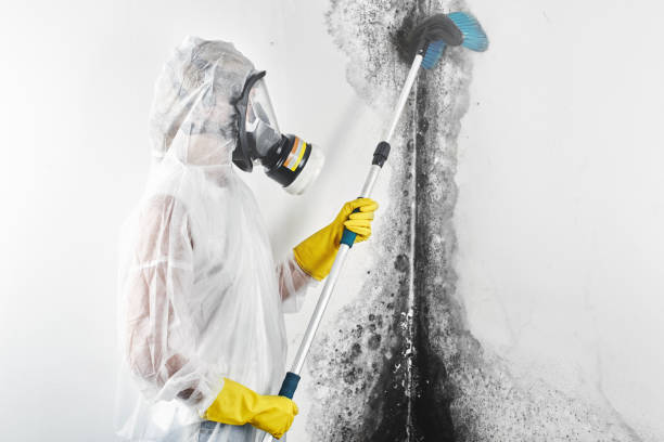 Best Air Quality Testing for Mold Spores  in Halls, TN