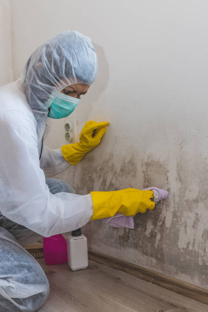 Best Crawl Space Mold Remediation  in Halls, TN