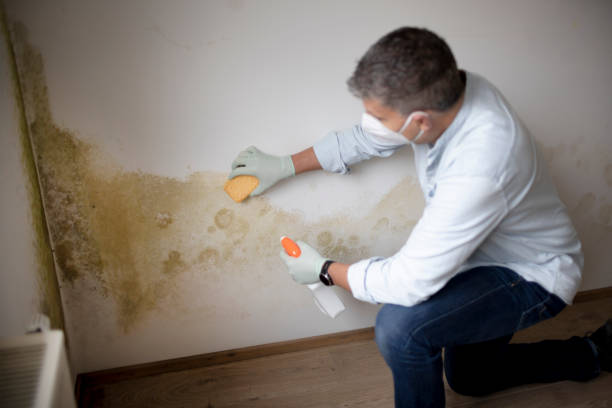 Reliable Halls, TN Mold Removal Solutions