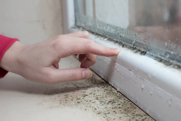Best Airborne Mold Testing  in Halls, TN