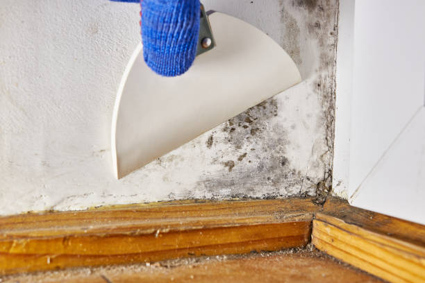 Mold Documentation for Insurance Claims in Halls, TN