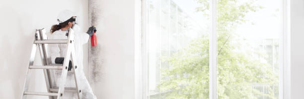 Best Black Mold Removal  in Halls, TN